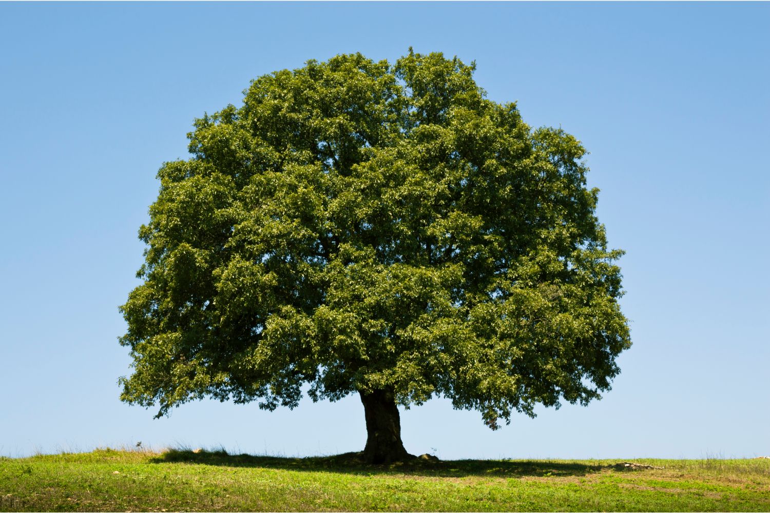 緑化樹木の需給概況